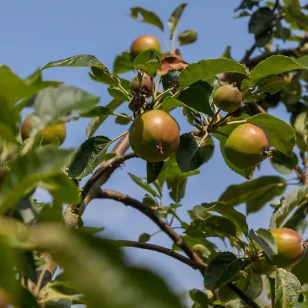 De Notenboom-2