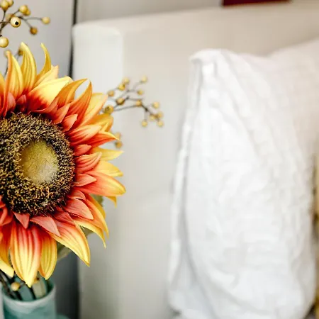 Sunflower Amsterdam-3