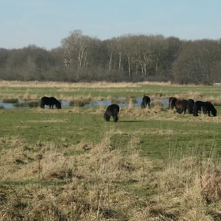 Budget Hotel Vrouwenpolder-3