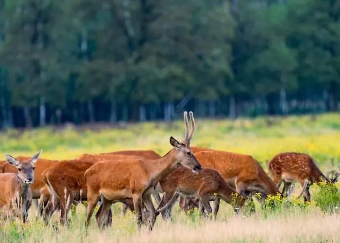 Gastenverblijf op unieke locatie De Kronkel op de Veluwe Hoog Soeren