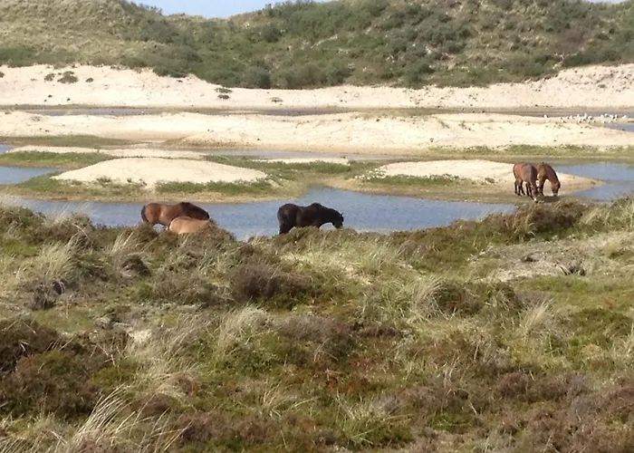 Hotels in West-Terschelling